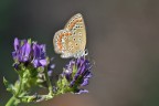 Licenide su fiore di erba medica Licenide su fiore di erba medica