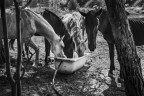 IIII IIII
