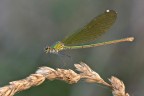 Dorata nella luce dorata Dorata nella luce dorata