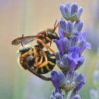 Imenotteri in accoppiamento