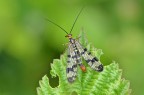 Mosca scorpione Mosca scorpione