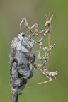 Empusa pennata in arrampicata