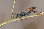 Ammophila Ammophila