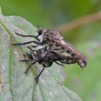 Asilidi in accoppiamento