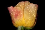 Rosee goccioline II Rosee goccioline II