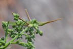 Acrida ungarica Acrida ungarica