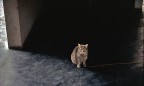 Io...Ti aspetterò Io...Ti aspetterò