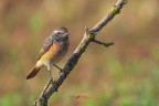 Codirosso_Phoenicurus-phoenicurus_DSC04715 Codirosso_Phoenicurus-phoenicurus_DSC04715