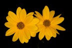 Gemelli in giallo Gemelli in giallo