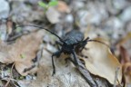 Morimus asper Morimus asper