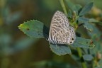Leptotes pirithous