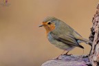 Robin... Robin...