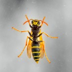 In una uggiosa giornata di pioggia.
Commenti e critiche sempre ben accetti.