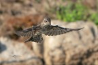 Pigliamosche-in-volo-frontale_DSC03280 Pigliamosche-in-volo-frontale_DSC03280