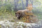 Orso Orso
