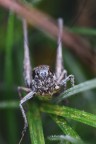 Macro-cavallett2024 Macro-cavallett2024