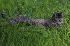 gatto pigro gatto pigro