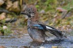 Ghiandaia al bagno Ghiandaia al bagno