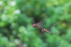 Sympetrum-striolatum_accoppiamento-in-volo_DSC05942