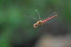 Sympetrum-striolatum_DSC05901 Sympetrum-striolatum_DSC05901