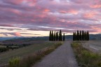I cipressi della Val d'Orcia I cipressi della Val d'Orcia