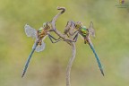 Somatochlora meridionalis ² Somatochlora meridionalis ²