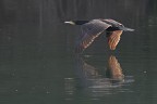 In volo In volo