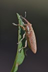 Lixus pulverulentus Lixus pulverulentus