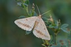 Isturgia arenacearia Isturgia arenacearia