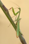 damigella damigella