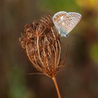 solitaria solitaria