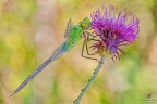 Anax imperator.... Anax imperator....