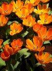 arancione arancione