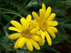 giallo giallo