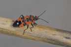Lygaeus equestris Lygaeus equestris