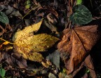 sottobosco d'autunno sottobosco d'autunno