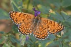 Melitae Melitae