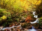 Torrente nel bosco autunnale Torrente nel bosco autunnale
