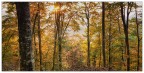 controluce nel bosco d'ottobre controluce nel bosco d'ottobre