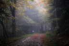 bosco-5 bosco-5