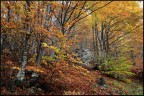 i colori dell'autunno... i colori dell'autunno...