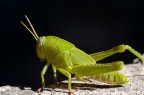 smeraldo smeraldo