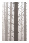nebbia nel bosco spoglio nebbia nel bosco spoglio