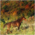 cavallo nell'autunno