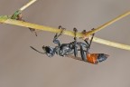 Ammophila Ammophila