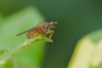 Stercoraria Stercoraria