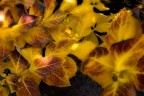 Mutazioni d'autunno Mutazioni d'autunno