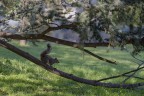 Nel parco di Villa Litta, Lainate Nel parco di Villa Litta, Lainate