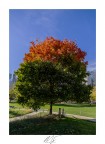 Bi-color tree Bi-color tree