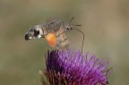 Macroglossum stellatarum Macroglossum stellatarum
